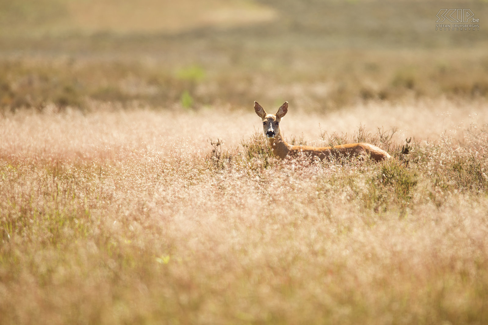 Ree Een ree in de open heide van Westerheide nabij Hilversum. In dit kleine natuurgebied in Nederland zijn reeën gewoon aan wandelaars, fietsers en joggers en ze schrikken veel minder snel. Stefan Cruysberghs